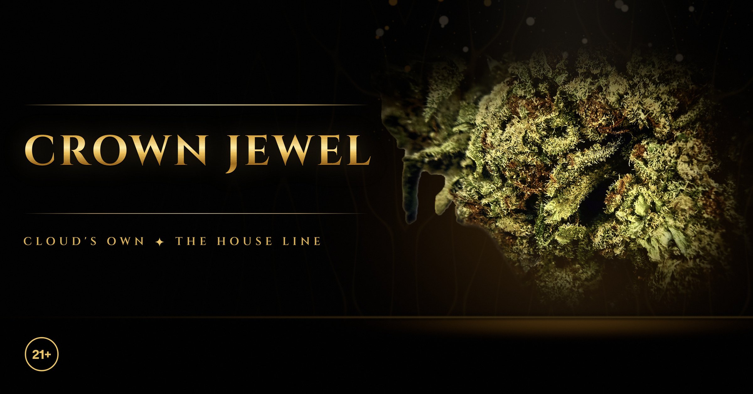 Crown Jewel, a frosty bud in a warm spotlight