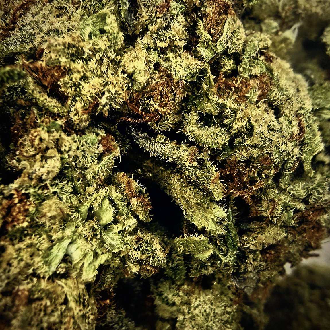 A frosty bud up close